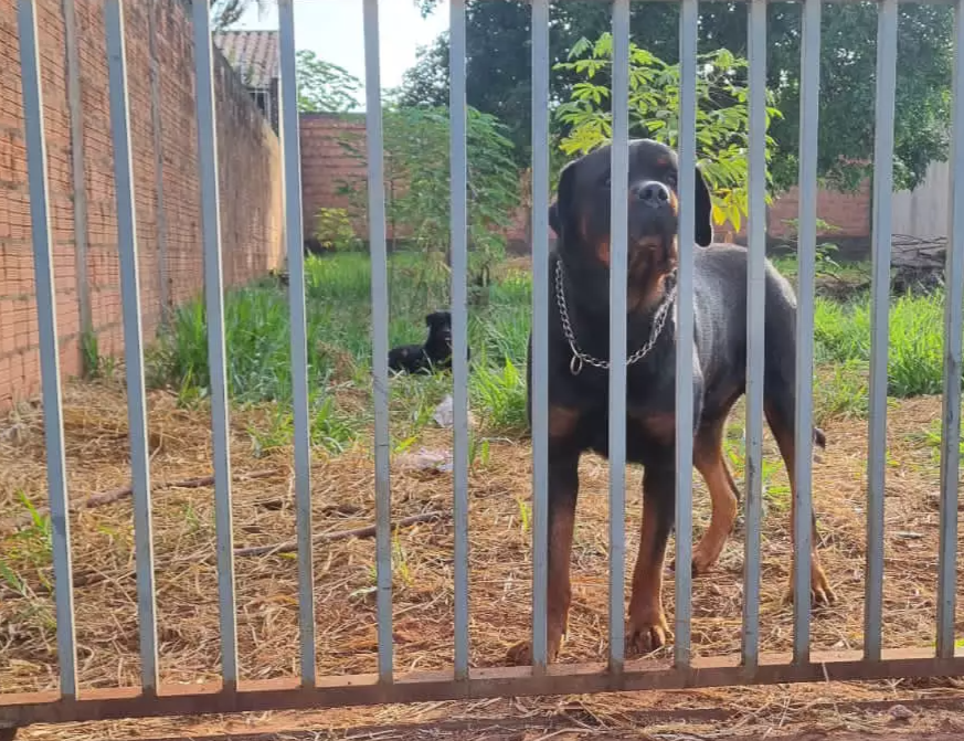 Rottweilers são abandonados em terreno baldio, denuncia morador