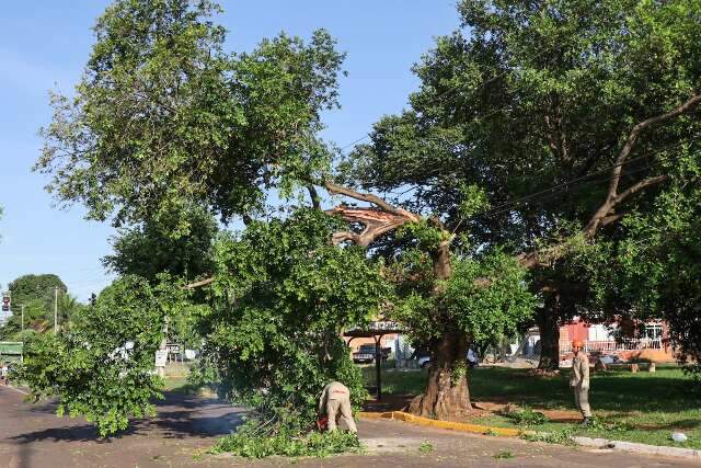 Galhos de &aacute;rvore caem e bloqueiam tr&acirc;nsito na Avenida Manoel da Costa Lima