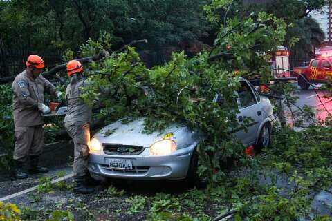 Árvore cai ao lado de ponto lotado na Ary Coelho, atinge carro e fecha rua