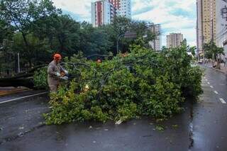Corpo de Bombeiros fazendo corte dos galhos da árvore na Rua 13 de Maio (Foto: Juliano Almeida)