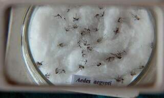 Mosquitos Aedes aegypti observados em microscópio (Foto: Agência Brasil)