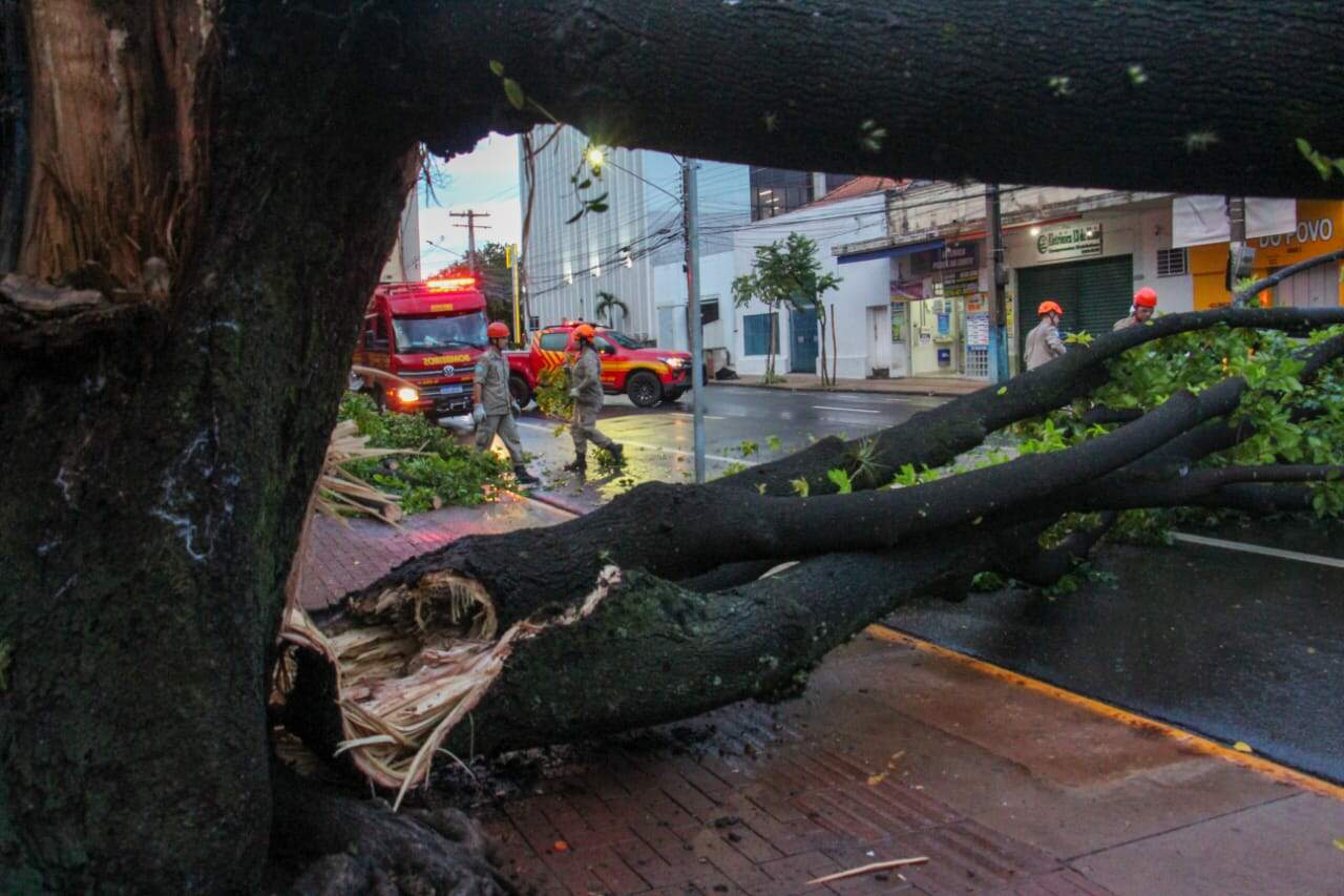 Árvore cai ao lado de ponto lotado na Ary Coelho, atinge carro e fecha rua