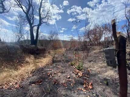 Pantanal foi 2° bioma mais afetado pelo fogo, com 40 mil hectares queimados
