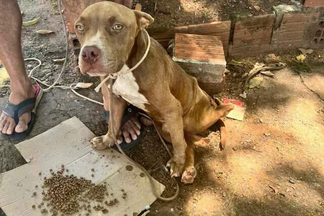 Pol&iacute;cia Civil resgata Pitbull abandonado e infestado de carrapato na Capital