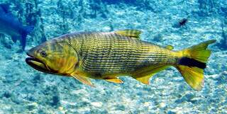 Peixe da espécie dourado em tanque de aquário (Foto: Divulgação)