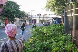 Pedestres desviando da árvore pela rua (Foto: Henrique Kawaminami)