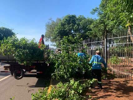 Equipe da prefeitura retira galhos de árvores na Rua 13 de Maio