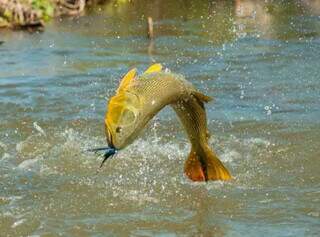 Peixe dourado sendo capturado (Foto: Portal das Missões)