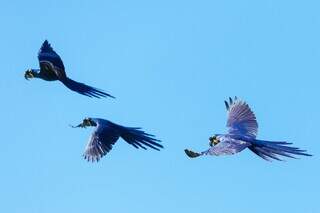 Araras azuis, registradas pela jornalista Lee Middleton como uma das inúmeras espécies que os amantes de pássaros podem esperar encontrar enquanto exploram o Pantanal (Foto: Felipe Castellari/Reprodução)