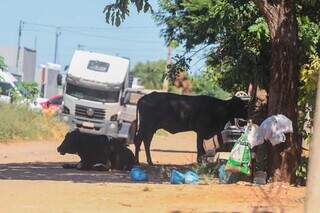 Vacas reviram lixo em uma das ruas do Jardim das Macaúbas (Foto: Marcos Maluf)