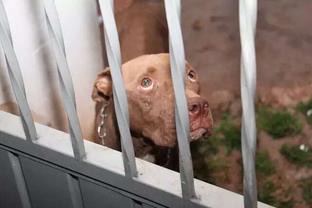 Capital registrou 118 casos de maus-tratos a animais em fevereiro 