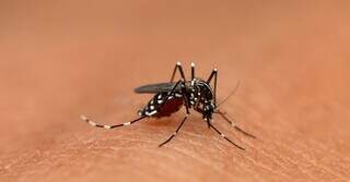 Mosquito Aedes aegypti transmissor da Dengue. (Foto: Divulgação)