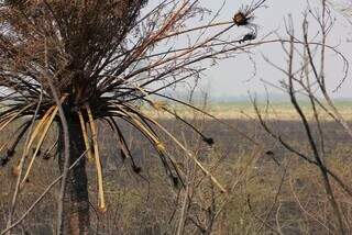 Vegetação queimada nas margens da BR-262, em Corumbá. (Foto: Reprodução)