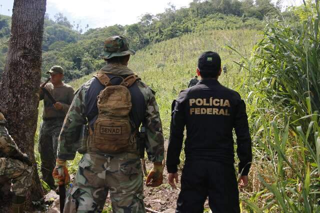 Em 1 dia, Nova Alian&ccedil;a elimina lavouras que renderiam 84 toneladas de droga