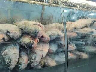 Peixes em freezer expositor no Mercado Municipal de Campo Grande (Foto: Marcos Maluf/Arquivo) 