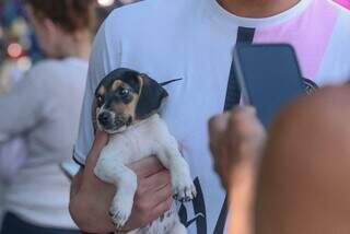 Cachorro adotado em feira realizada no mês de setembro. (Foto: Marcos Maluf)