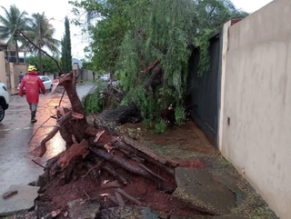 Árvore caiu sobre portão na Rua Brasil. (Foto: Reprodução/O Correio News)
