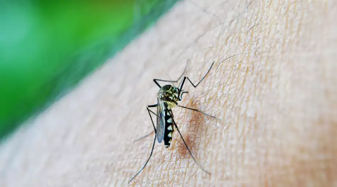 Anvisa vai avaliar a comercialização de autotestes para dengue