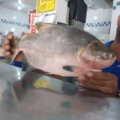 Vendas nas peixarias j&aacute; aumentam 15% com proximidade da Semana Santa