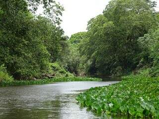 Rio cruza vegetação nativa da Mata Atlântica. (Foto: Reprodução/MPMS)
