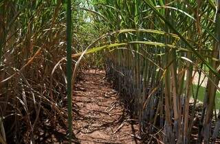 Plantação de cana-de-açúcar em Mato Grosso do Sul (Foto: Bruno Rezende/Governo de MS)