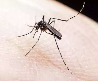 Estado tem quatro mortes por dengue e 2.412 casos confirmados 