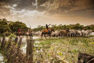 Peões conduzem boiada por regiões alagadas do Pantanal; pecuária convive em harmonia com o bioma há mais de 200 anos. (Foto: Divulgação/Fundtur-MS)