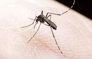 Número de óbitos por dengue passou de três para quatro em março, em MS (Foto/Arquivo)