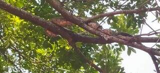Serpente descansa em um galho de árvore após comer pássaro (Foto: Luiz Carlos Messias)