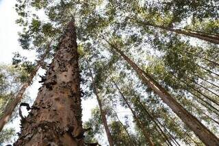 Fundo de investimentos plantará florestas de eucalipto e de espécies nativas no Estado (Foto: Gerson Walber)