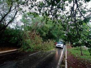 Três árvores interditaram duas das três pistas da Avenida Ricardo Brandão (Foto: Kamila Ancântara)