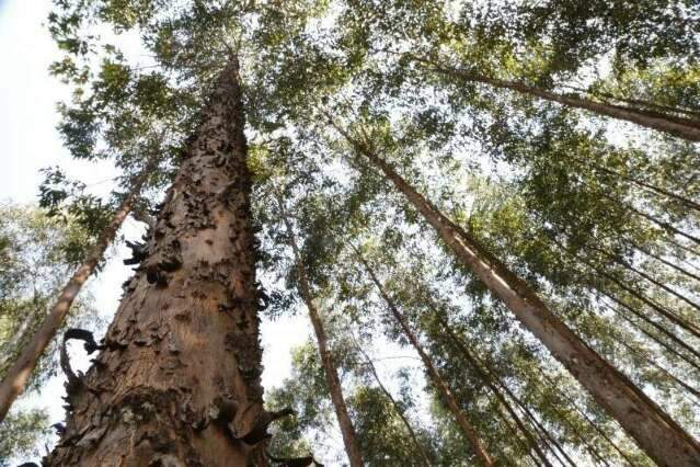 Fundo plantar&aacute; 20 mil hectares de floresta de olho em cr&eacute;dito de carbono