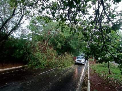 Em dia de temporal, árvores caem e interditam Avenida Ricardo Brandão