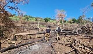 Agentes da Senad caminham sobre área devastada para plantio de maconha (Foto: Divulgação)