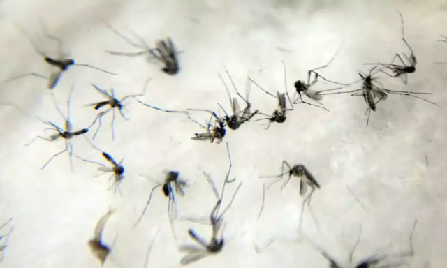 Anvisa adia a decis&atilde;o de comercializar autotestes para dengue