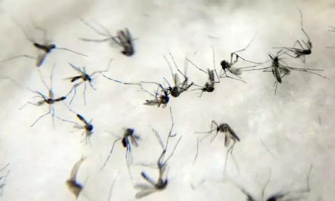 Anvisa adia a decisão de comercializar autotestes para dengue