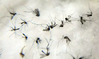 Mosquitos Aedes aegypti, transmissores de dengue e outras doenças. (Foto: Arquivo/Agência Brasil)