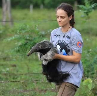 Órfã do fogo: Fadinha volta ao Pantanal após ser treinada por ‘mãe’ veterinária