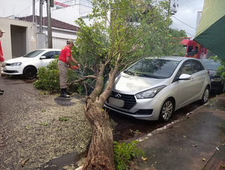 Árvore de médio porte estragou capô e lateral de carro estacionado no Jardim dos Estados (Foto: Idaicy Solano)