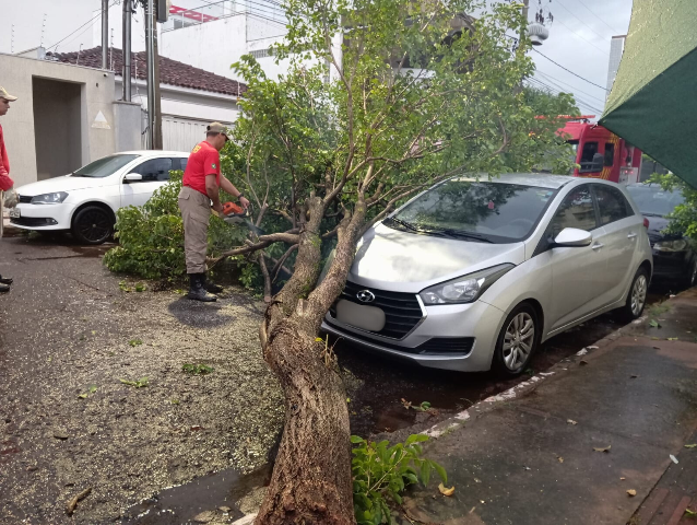 Em dia de ventos de 75 km/h, &aacute;rvore cai em cima de carro no Jardim dos Estados 