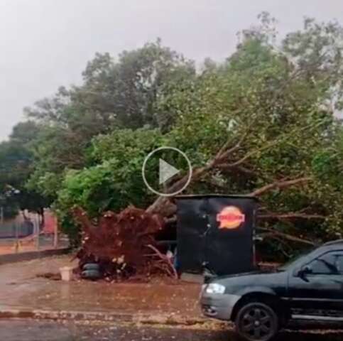 Temporal derruba &aacute;rvore na Pra&ccedil;a Lar do Trabalhador 