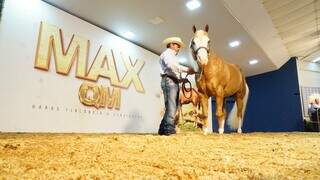Leilão Max QM bateu recorde da Expogrande 2023, faturando R$ 3,8 milhões com a venda de 48 fêmeas da raça quarto de milha. (Foto: Divulgação/Acrissul)