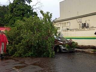 Árvore que caiu sobre HB20 na Rua Piratininga (Foto: Idaicy Solano)