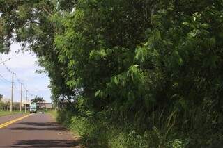 Do outro lado da via, alambrado está danificado e árvores invadiram o espaço destinado à passagem de pedestres (Foto: Paulo Francis)