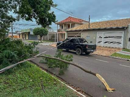Vento forte derruba árvore em cima de fiação e deixa casas sem energia 