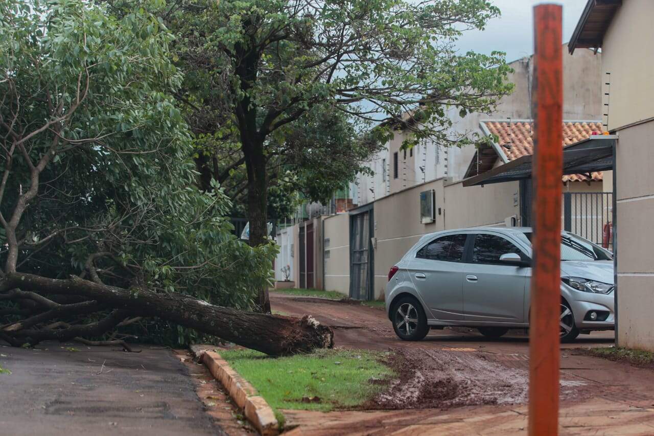 Com árvore caída na rua, motoristas passam pela calçada no Jardim Seminário