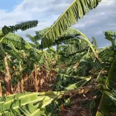 "Passou um furacão": ventania destrói bananal de pequenos produtores