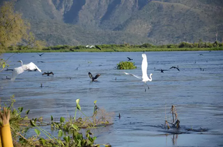 Aves sobrevoam a bacia do Rio Paraguai, em Corumbá. (Foto: Arquivo/Viviane Amorim)