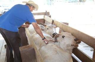 Funcionário de fazenda aplicando vacina em vaca (Foto: Denilson Secreta)