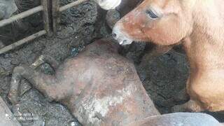 Cavalo ferido estava em péssimas condições sanitárias, informa a Iagro. (Foto: Reprodução)